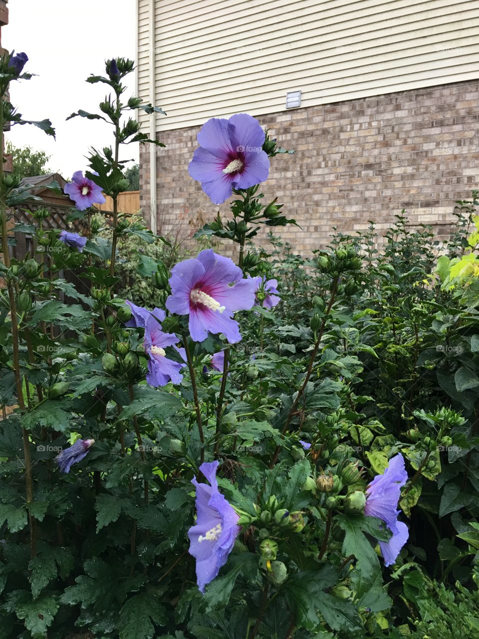 Rose of Sharon still in bloom at mid August. 