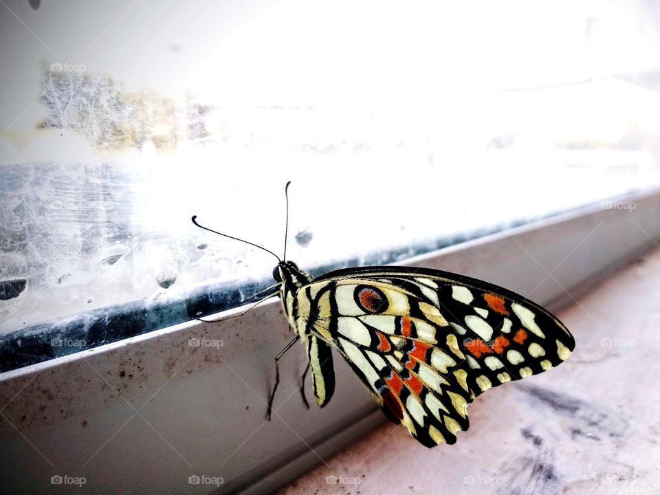 a best colourful butterfly I hope you like it in the most beautiful click it