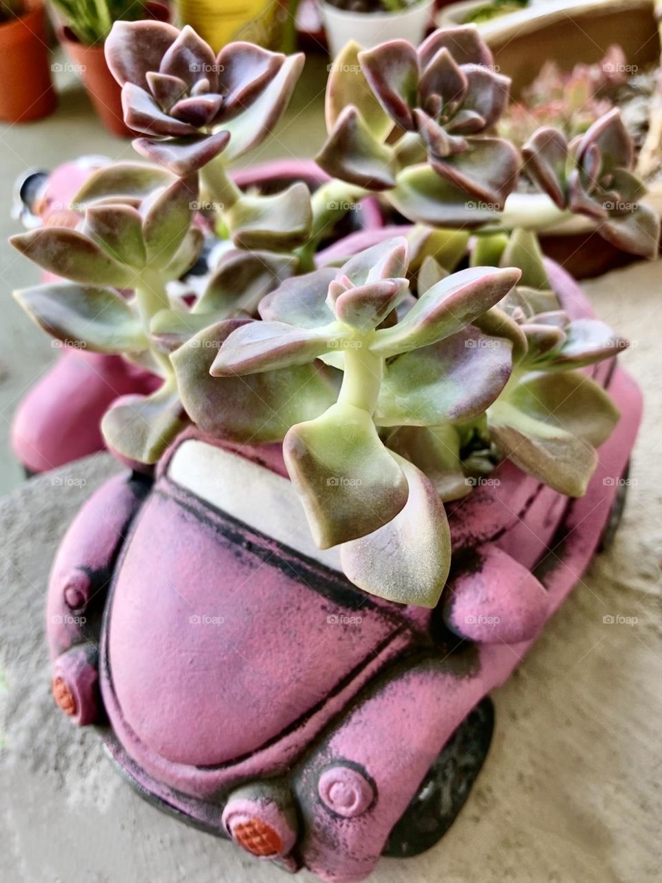 Graptopetalum (Purple Delight) thriving in a pink beetle car