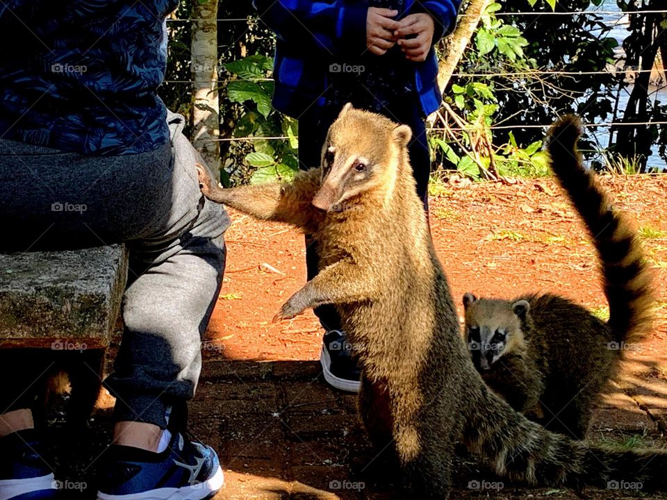 Coati interacting with people in the park in Foz do Iguaçu, Brazil