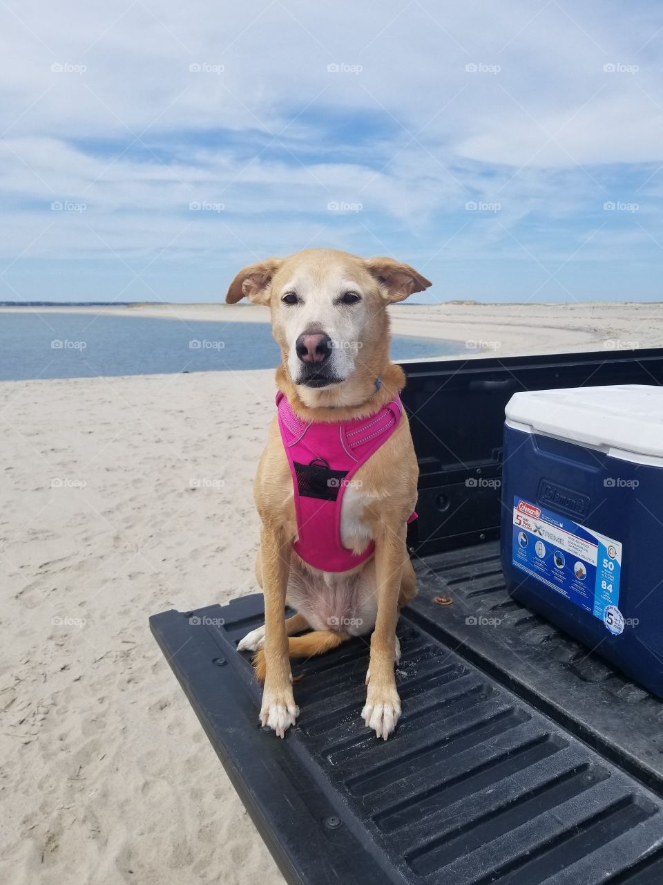 sweet girl at the beach