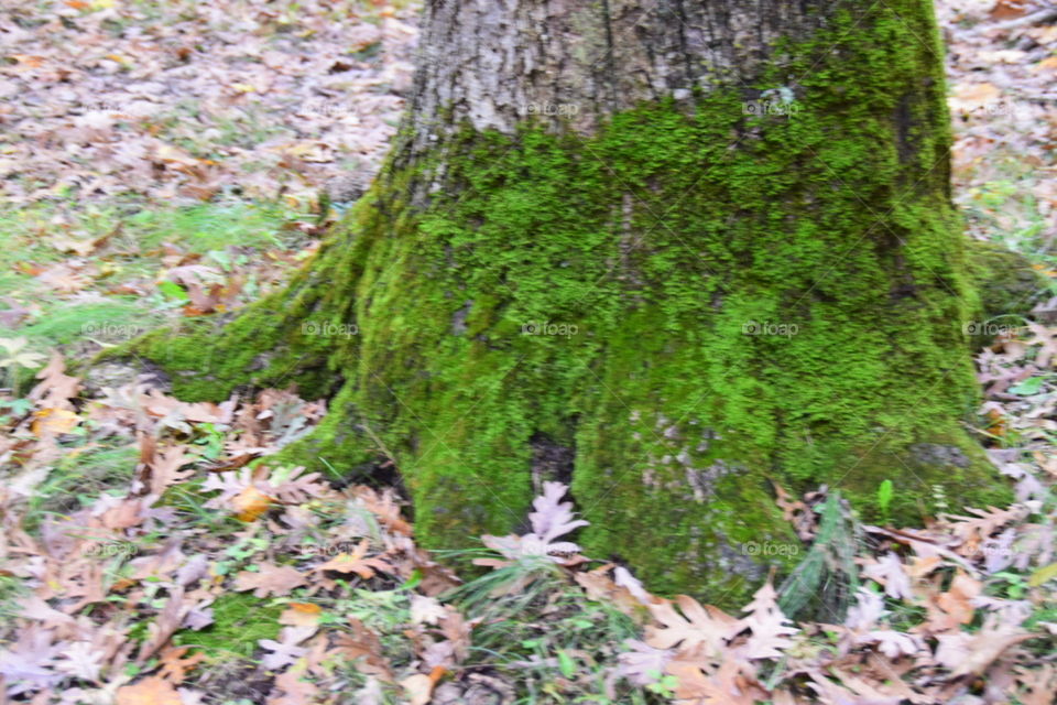 Trunk with moss