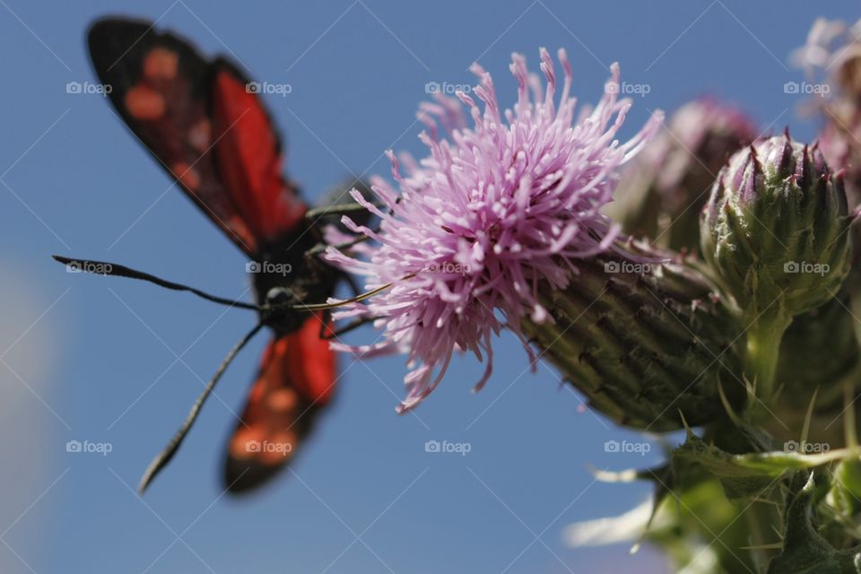 Insect feeding from flower