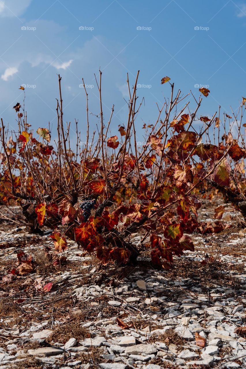 Colorful vine bushes at autumn season