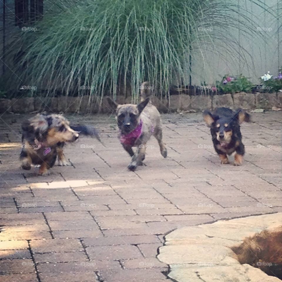 Life of a dog. Nice afternoon for a play date by the pool