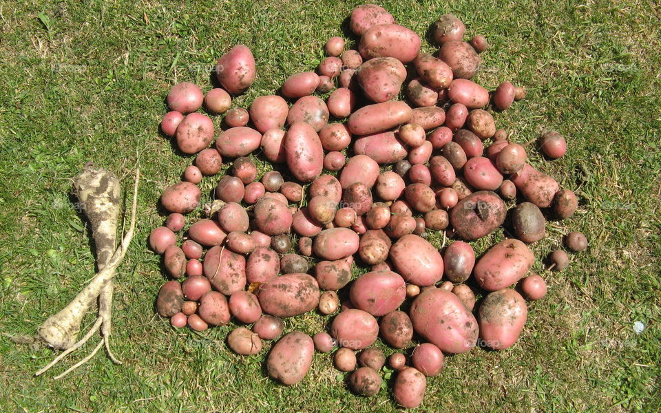Potatoes from the garden
