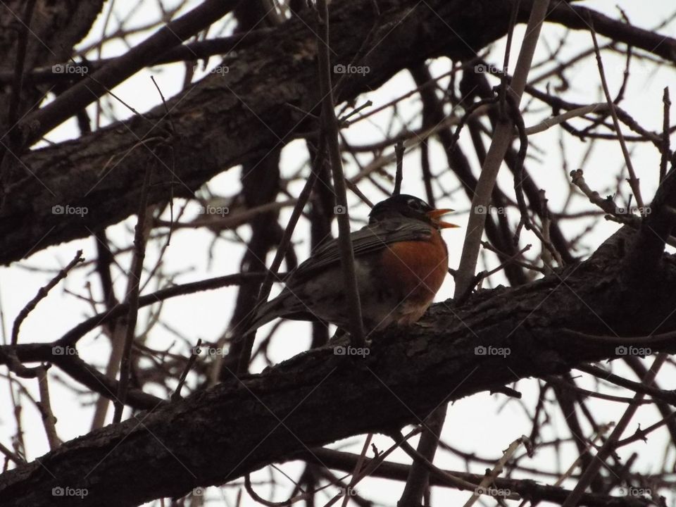 Bird singing in a tree