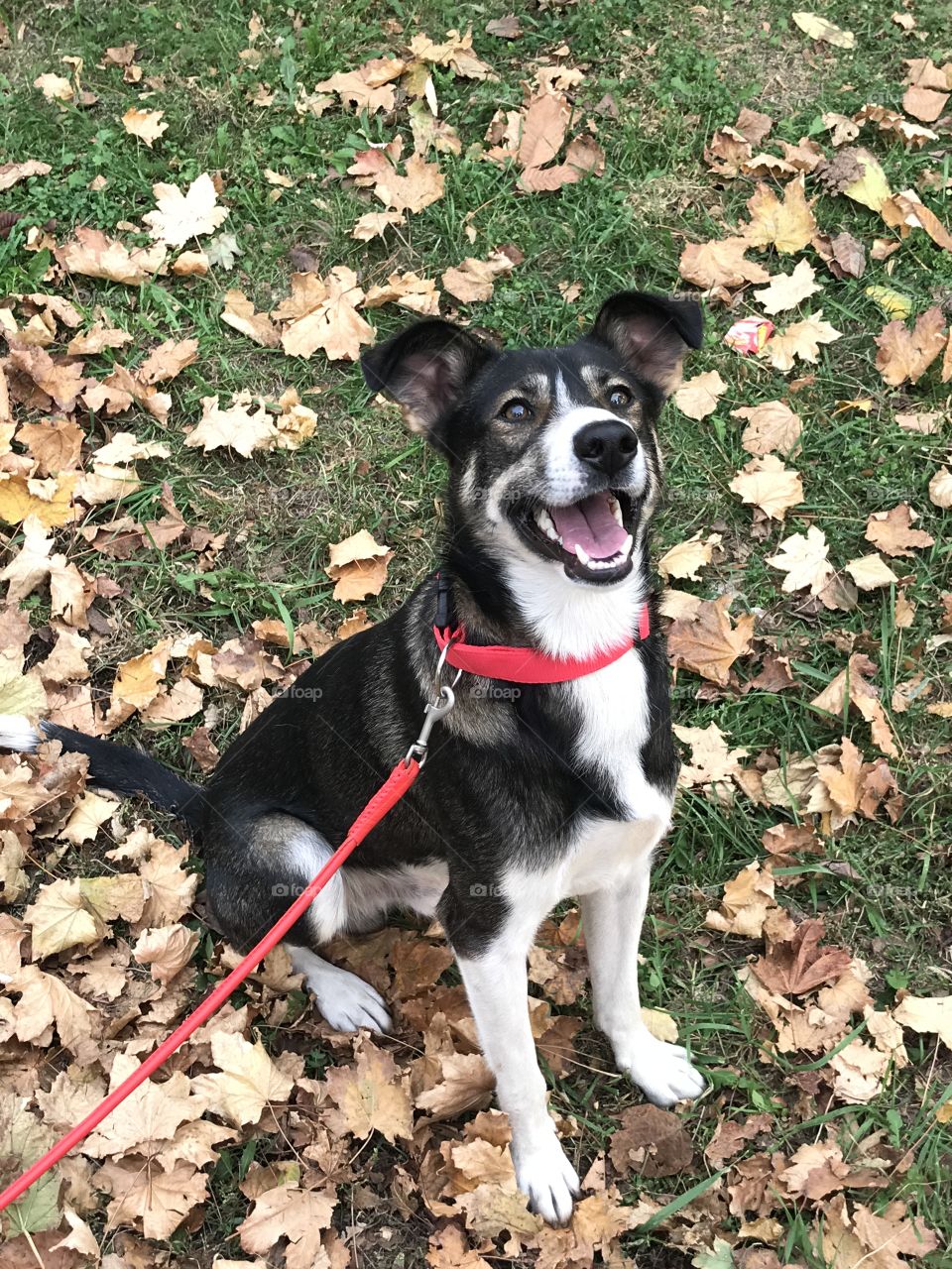 Happy and funny dog outdoors. Smile