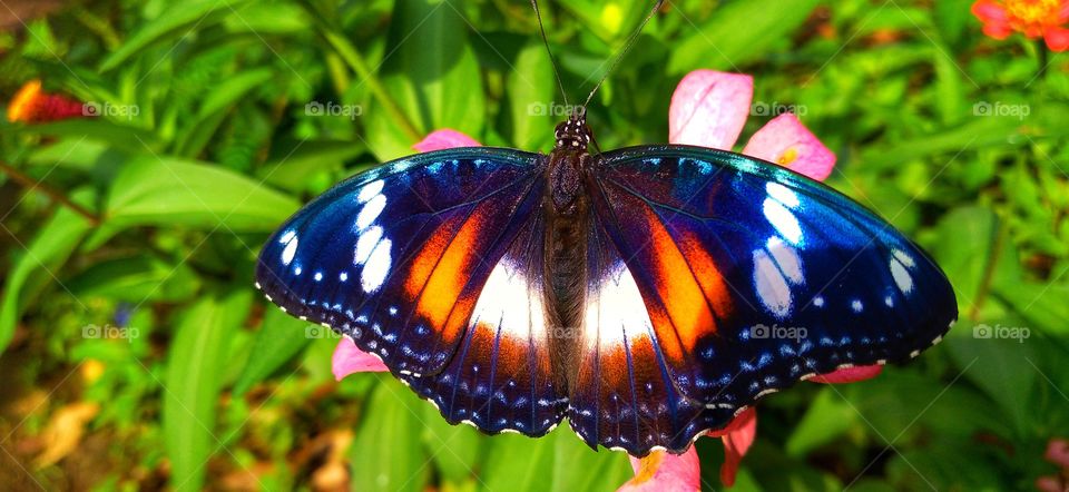A butterfly with beautiful wings perches on a blooming flower