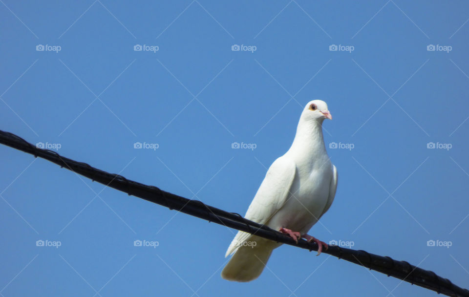 Dove on telephone wire