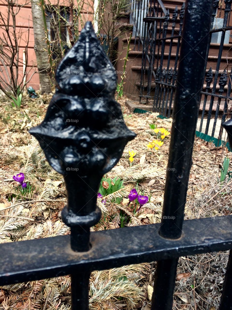 Spring crocus through the Brooklyn wrought iron fence