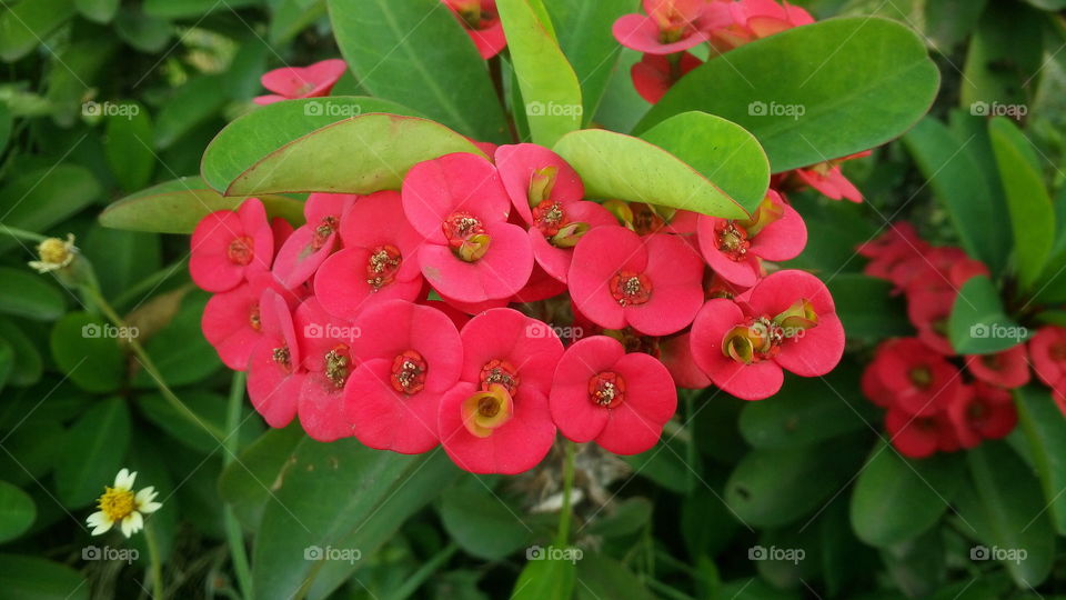 the most beautiful blooming red color flowers in my garden