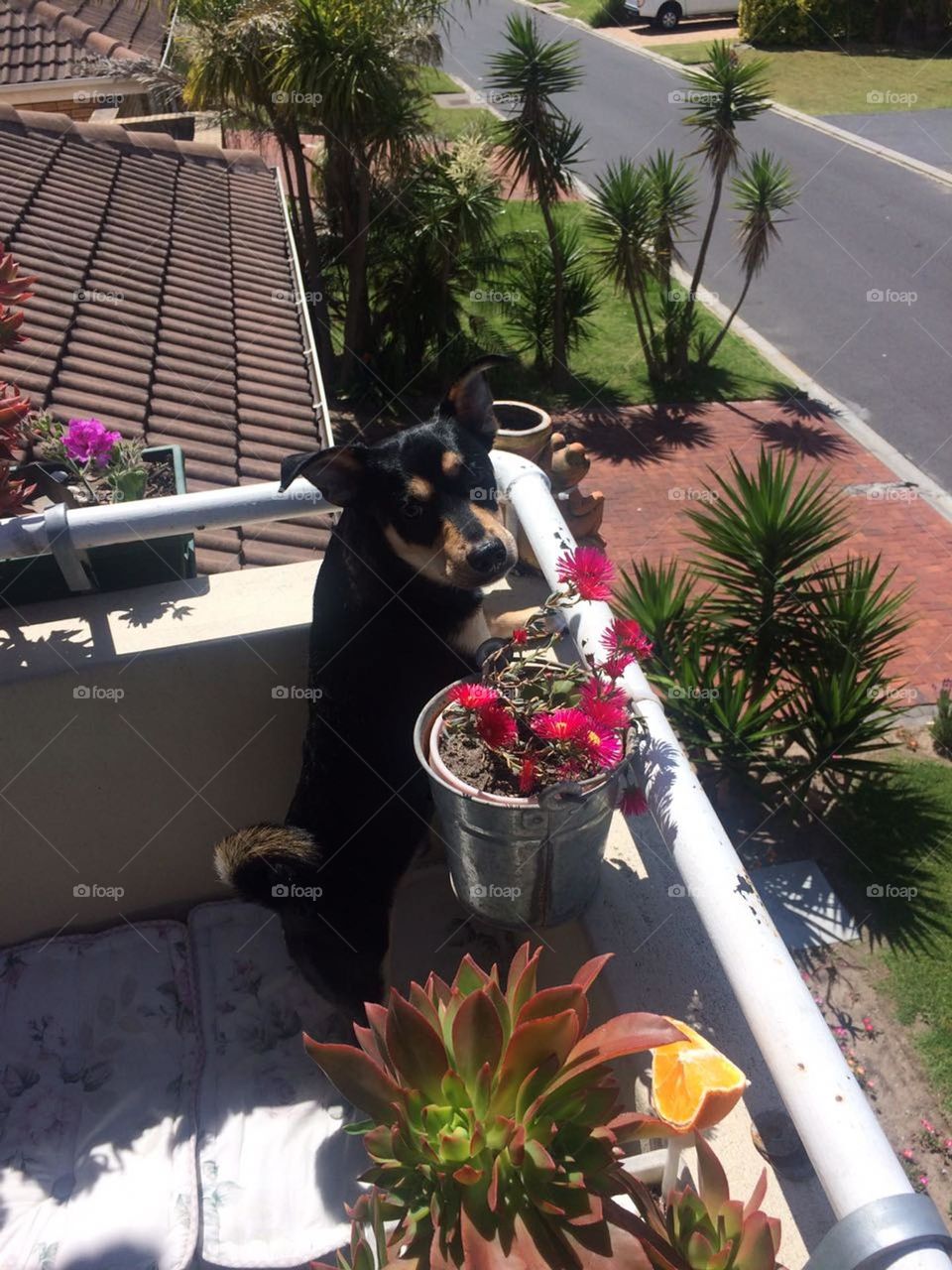 Waiting for the post man