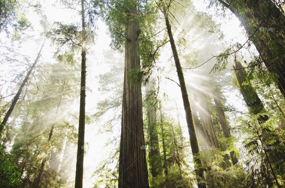 Sun shining rays through redwood forest 