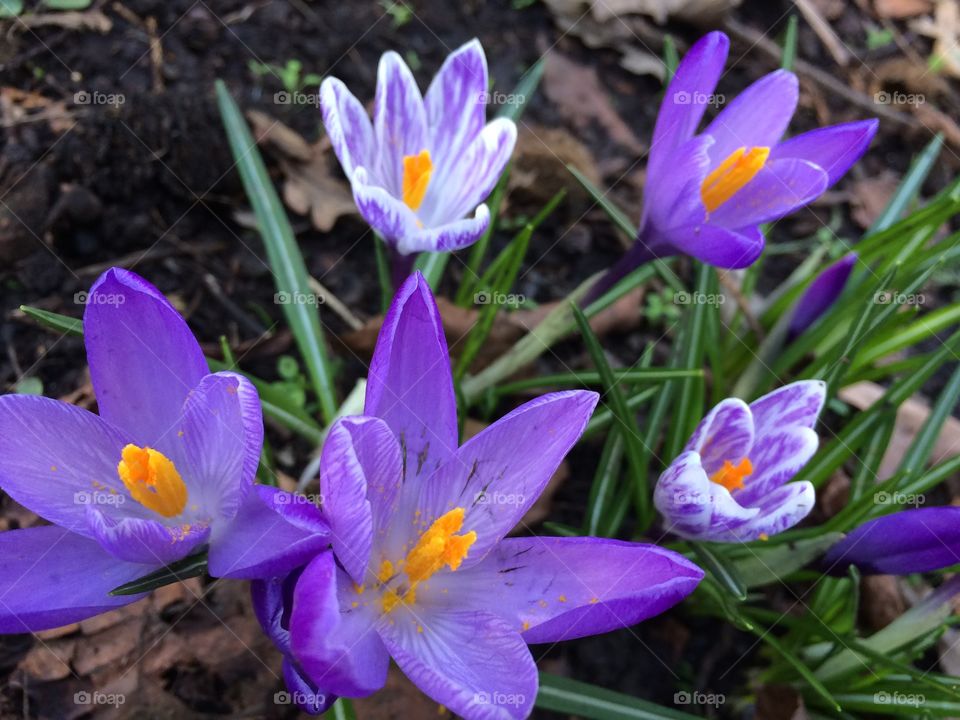 Purple Crocus in the park 