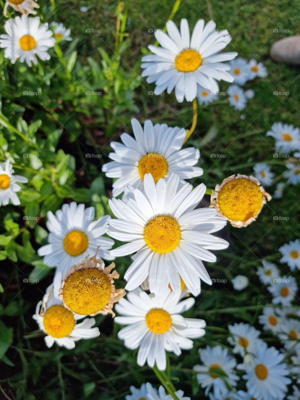 Close-up os fome white daisy flowers, last days of summer here in Argentina, autumn is coming.