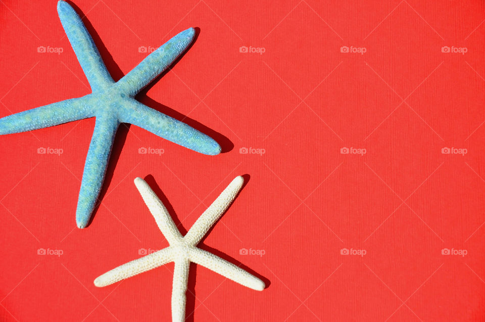 Starfish. Red white and blue starfish theme perfect for your patriotic concept