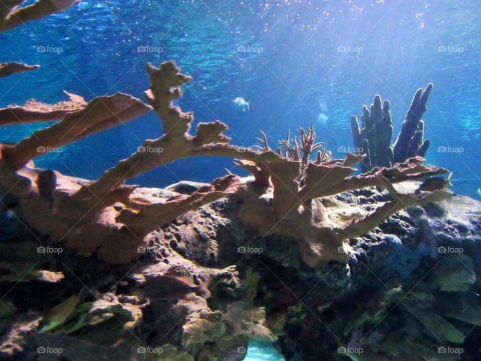 Scenic- reef