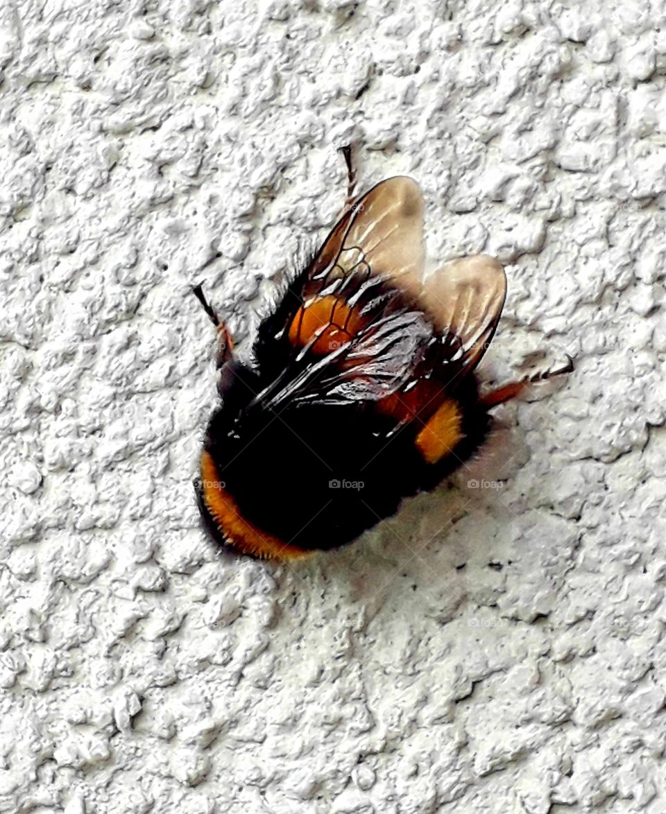 autumn garden - black and red bumblebee  on a white wall