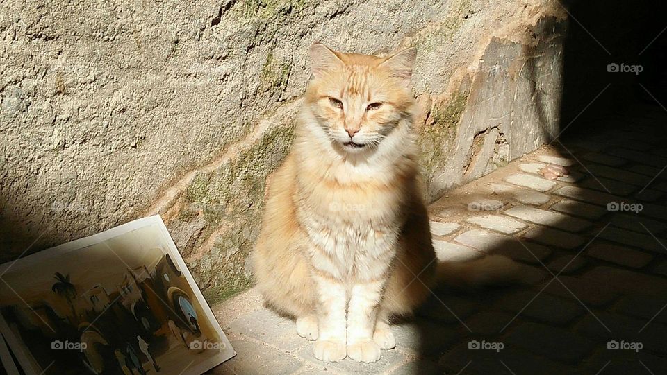 Beautiful cat looking at camera.