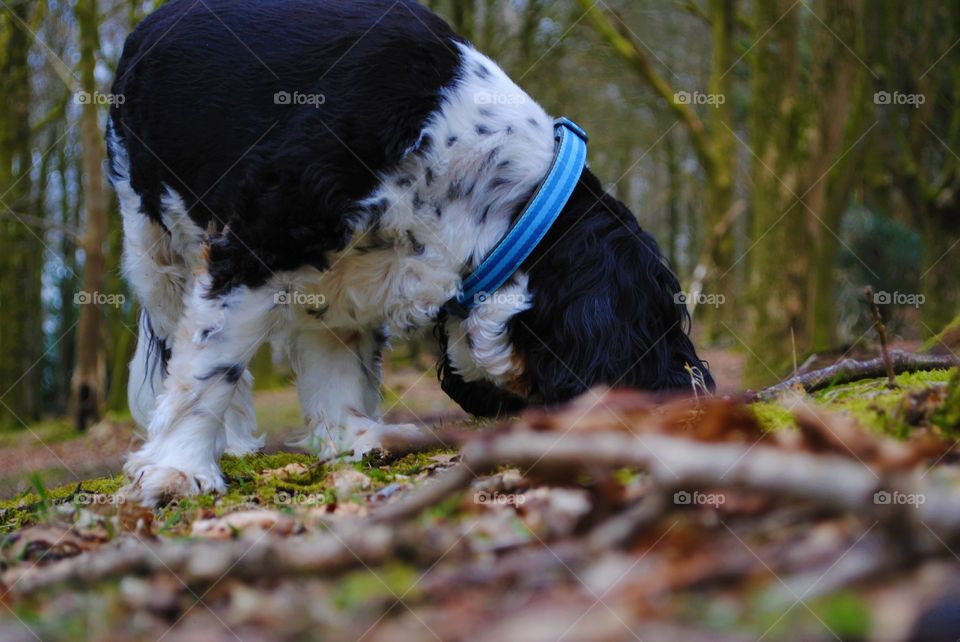 Walter the dog sniffs the woods