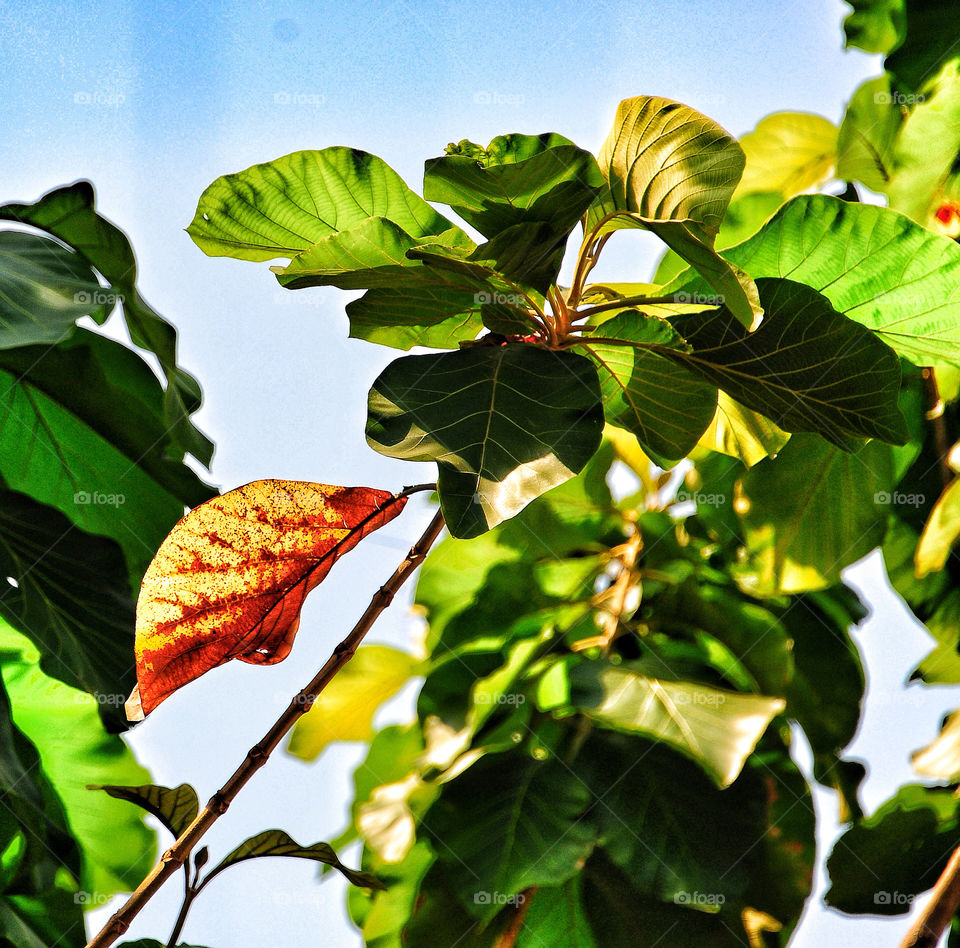 Orange leaf