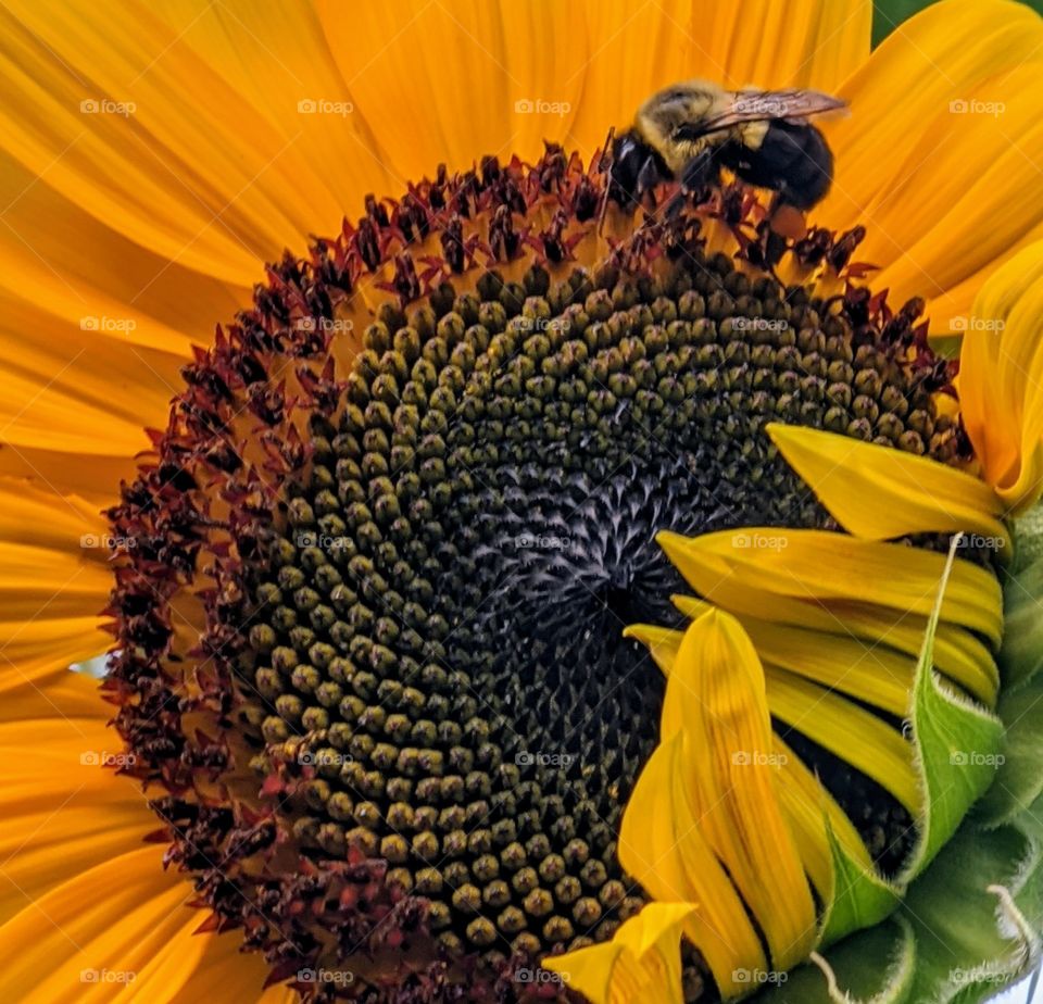 sunflower