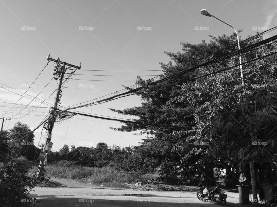 Street light near tree