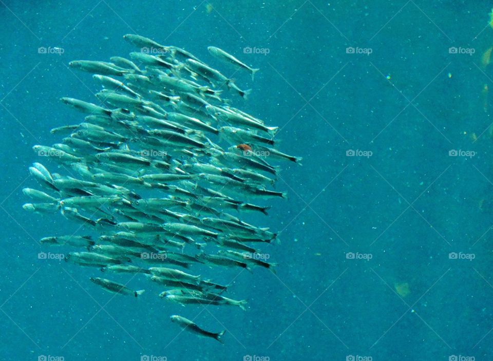 School Of Fish
