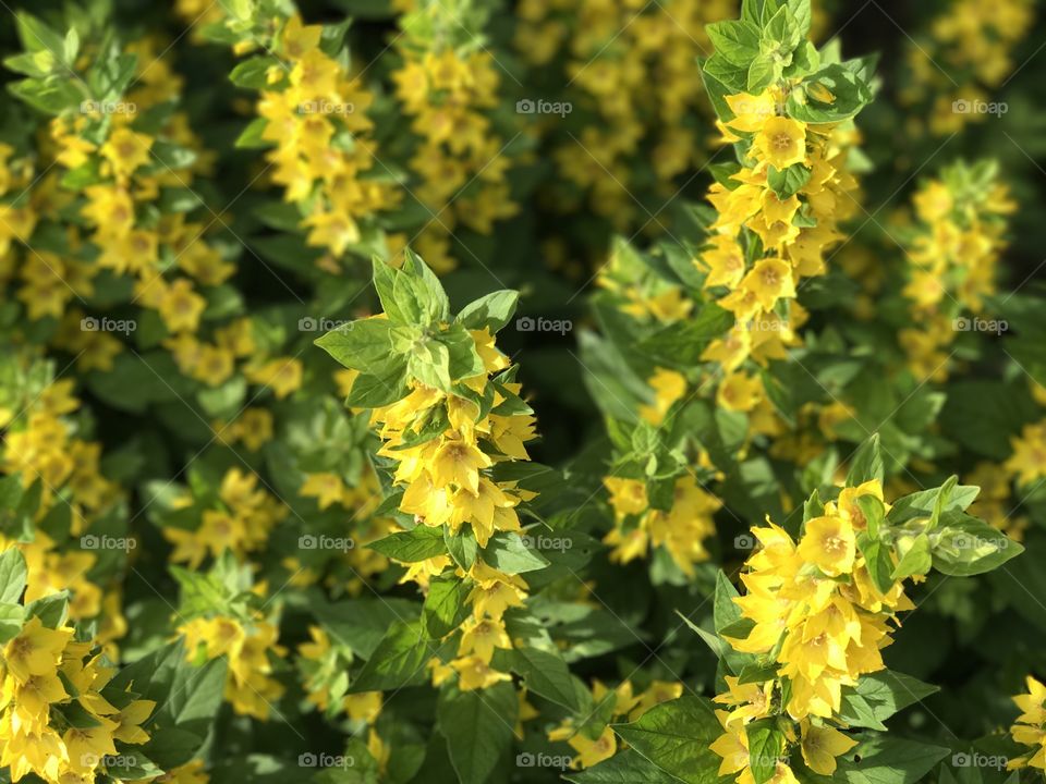 Meadow sage flower salvia plant wildflower selective focus summer garden background.