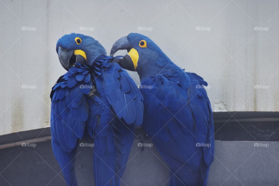 Blue Arara / Arara azul