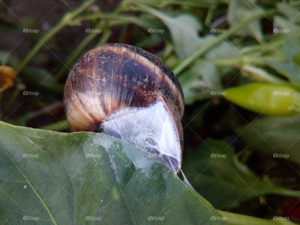 snails cottage