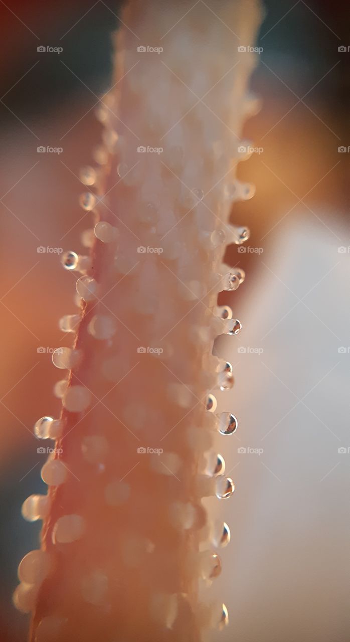 element of the flower (macrophoto)