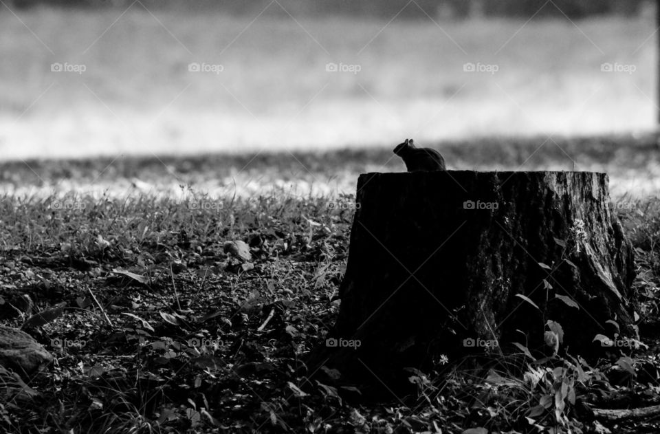 Black & White photo of a chipmunk sitting on a tree stump