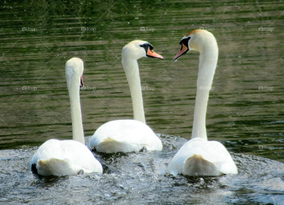 swans swimming on the lake