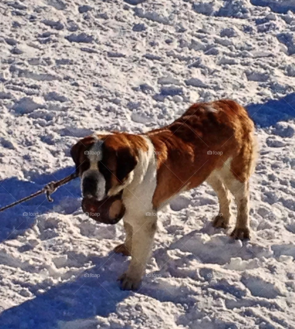 st.bernard dog rescue dog in the swiss alps by swisstraveler