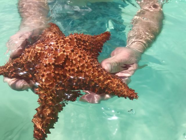 Sea Star