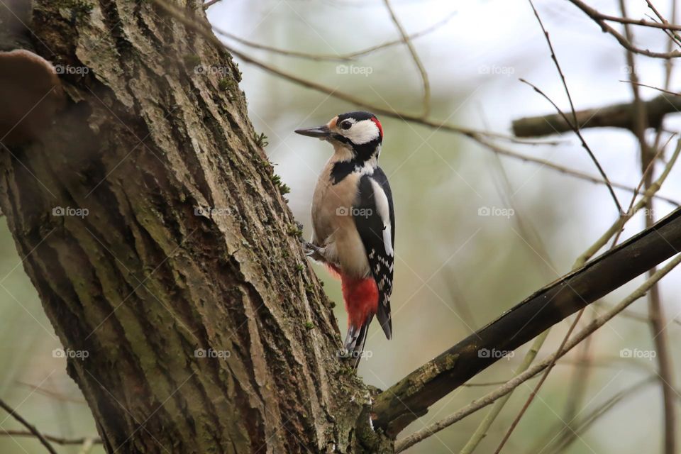 A typical German winter is depicted in this image, with sub-zero temperatures and no snow. The focus is on a woodpecker clinging to a tree. The scene conveys the cold and tranquility of the season.