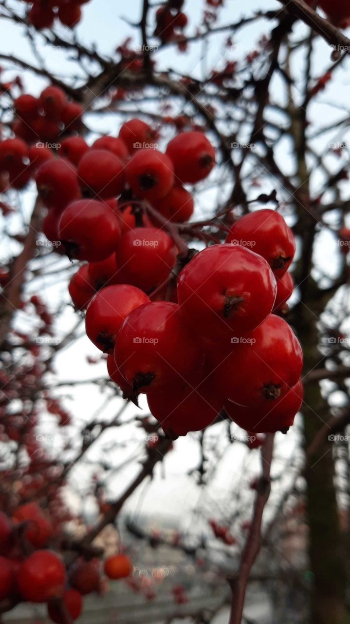 райські яблука