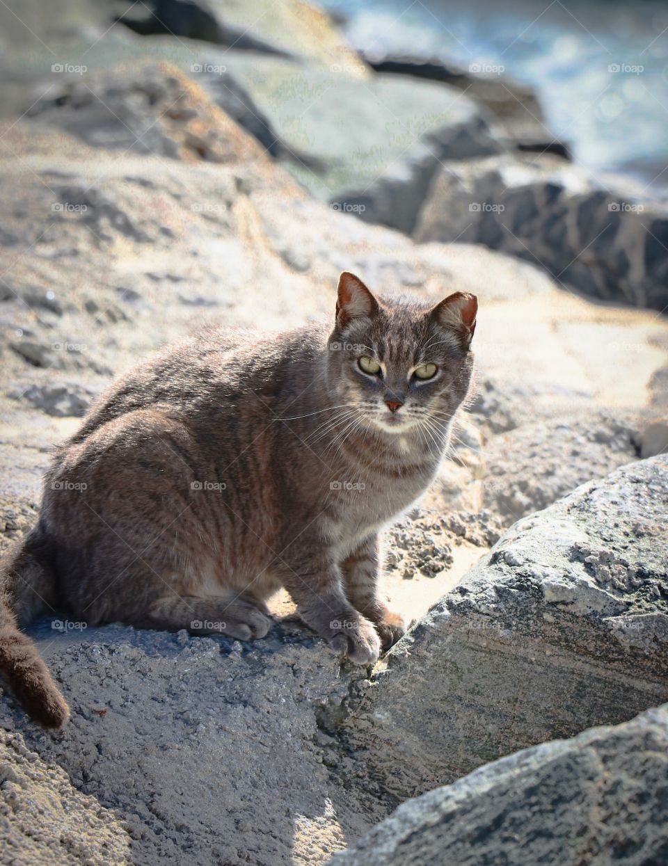 Cat by the Beach