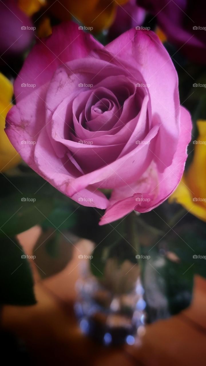 beautiful roses