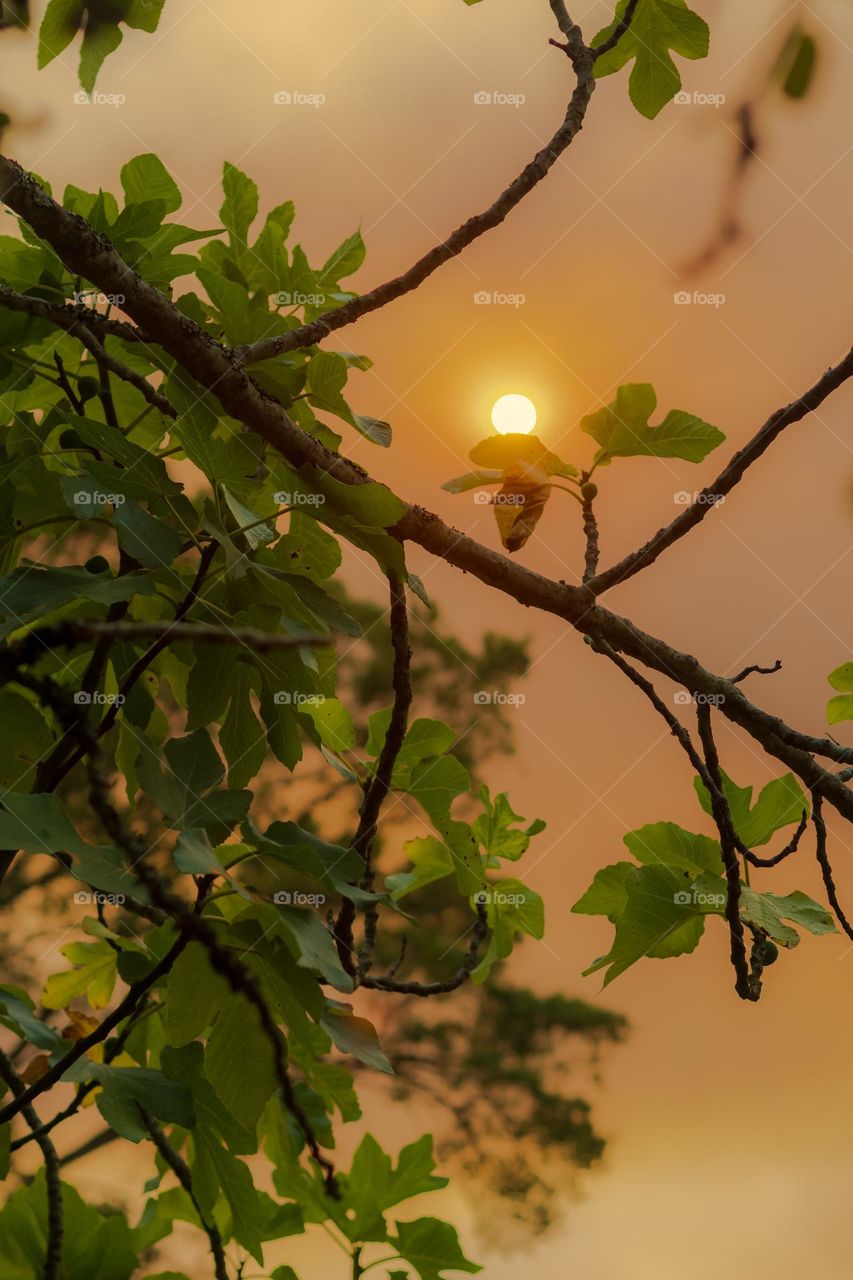 The late afternoon sun begins to set behind a fig tree