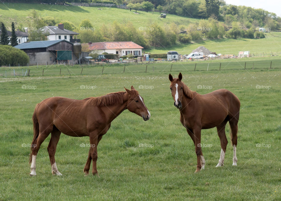 Horses