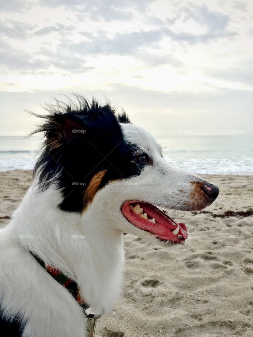 beach pup