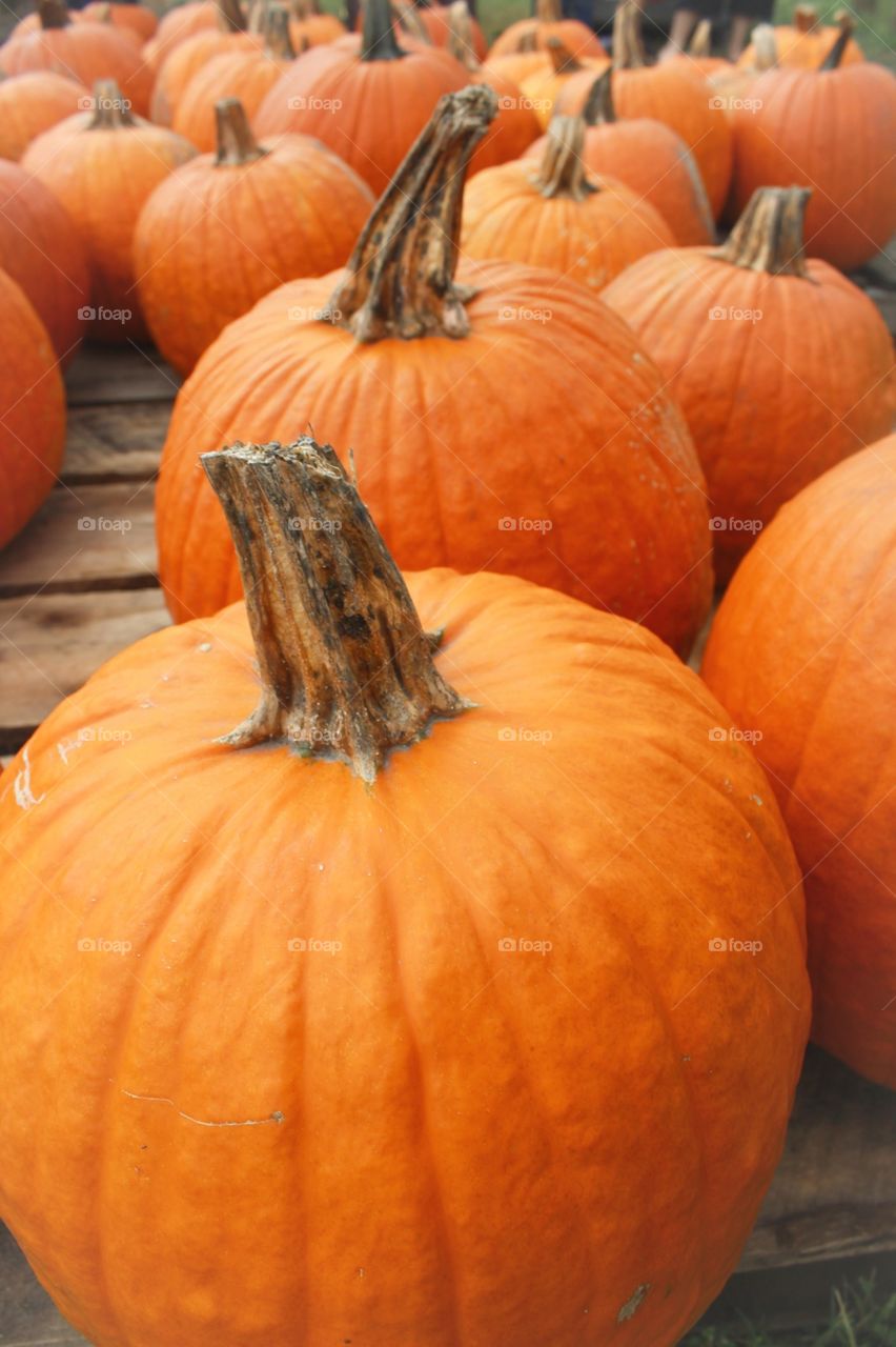 pumpkins galore