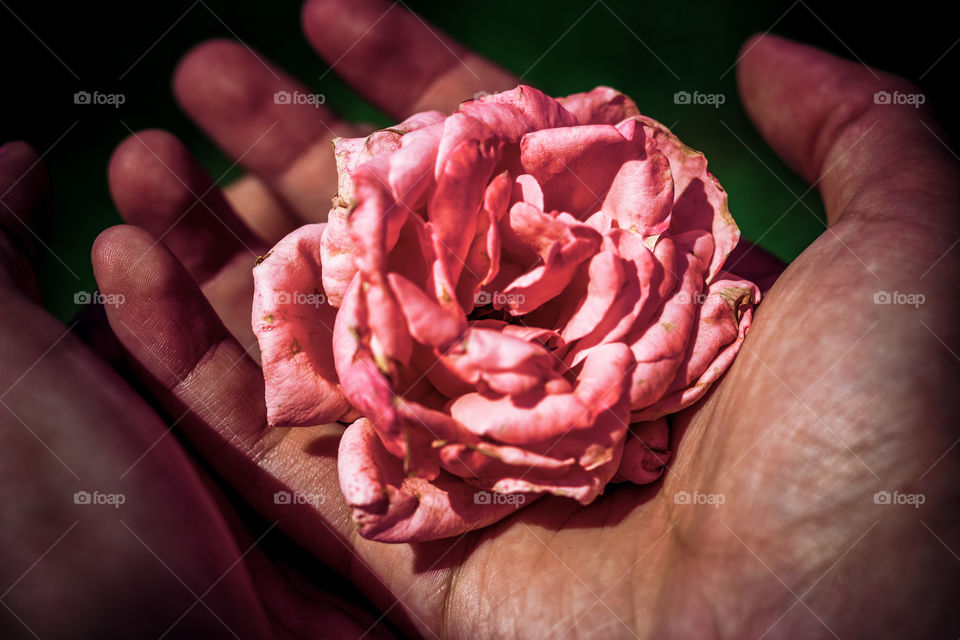 Holding a Rose