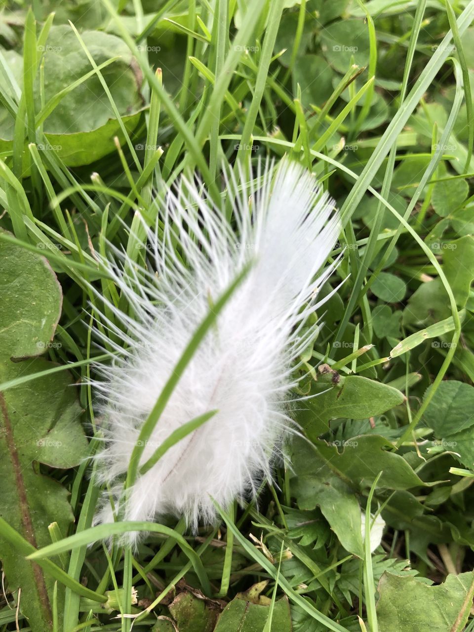 White feather on grass 