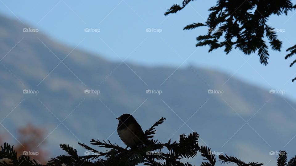 Silhouette of a perching bird