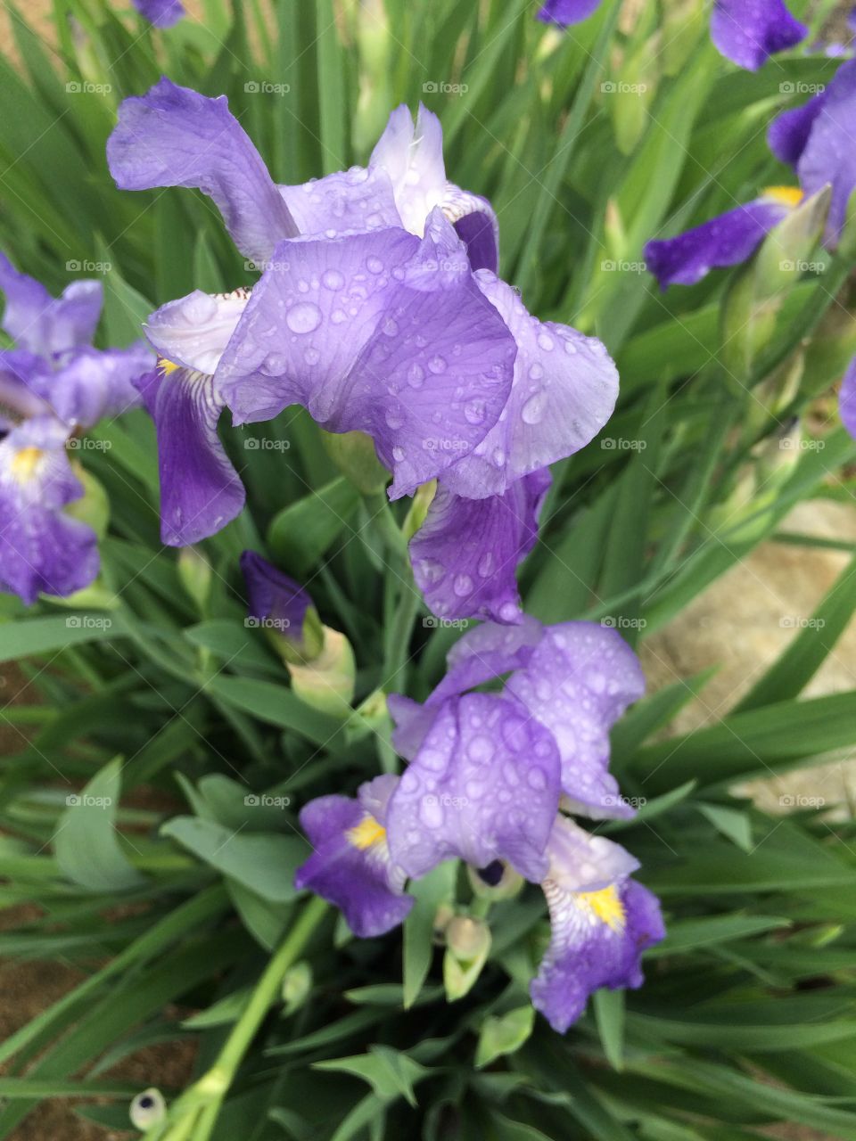Wild irises 