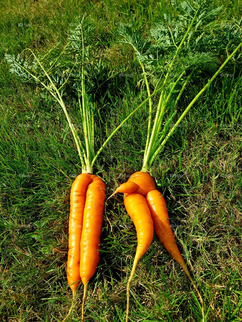 Carrots on green grass